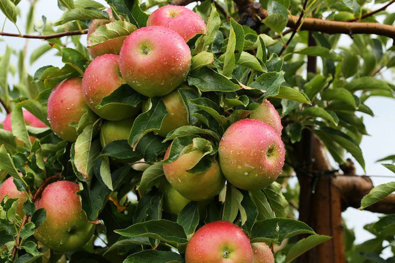 What’s the finest cooking apple?
