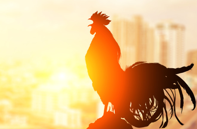 It is possible for roosters to detect their own reflection.