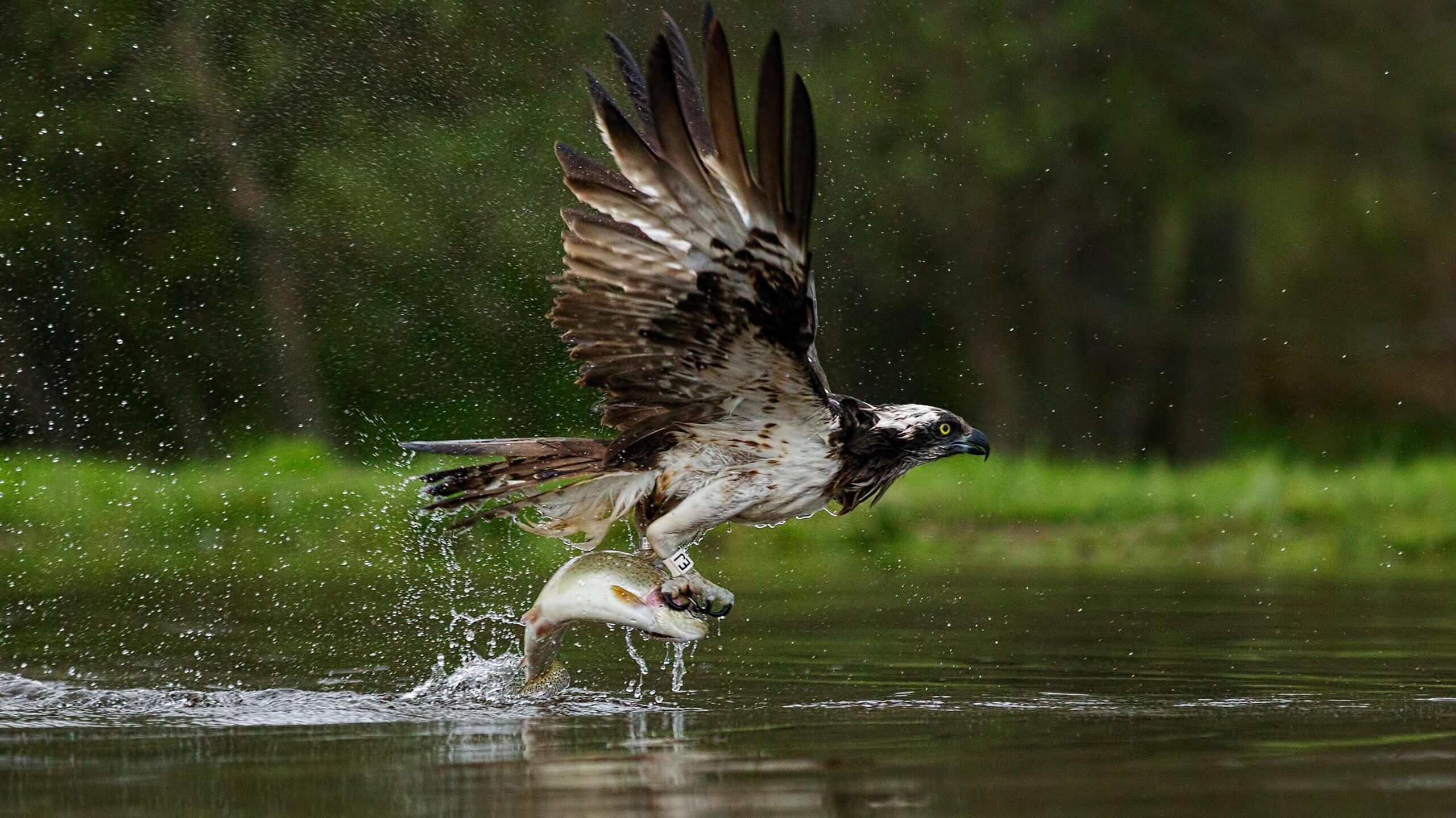 Ospreys make remarkable UK recovery from brink of extinction.