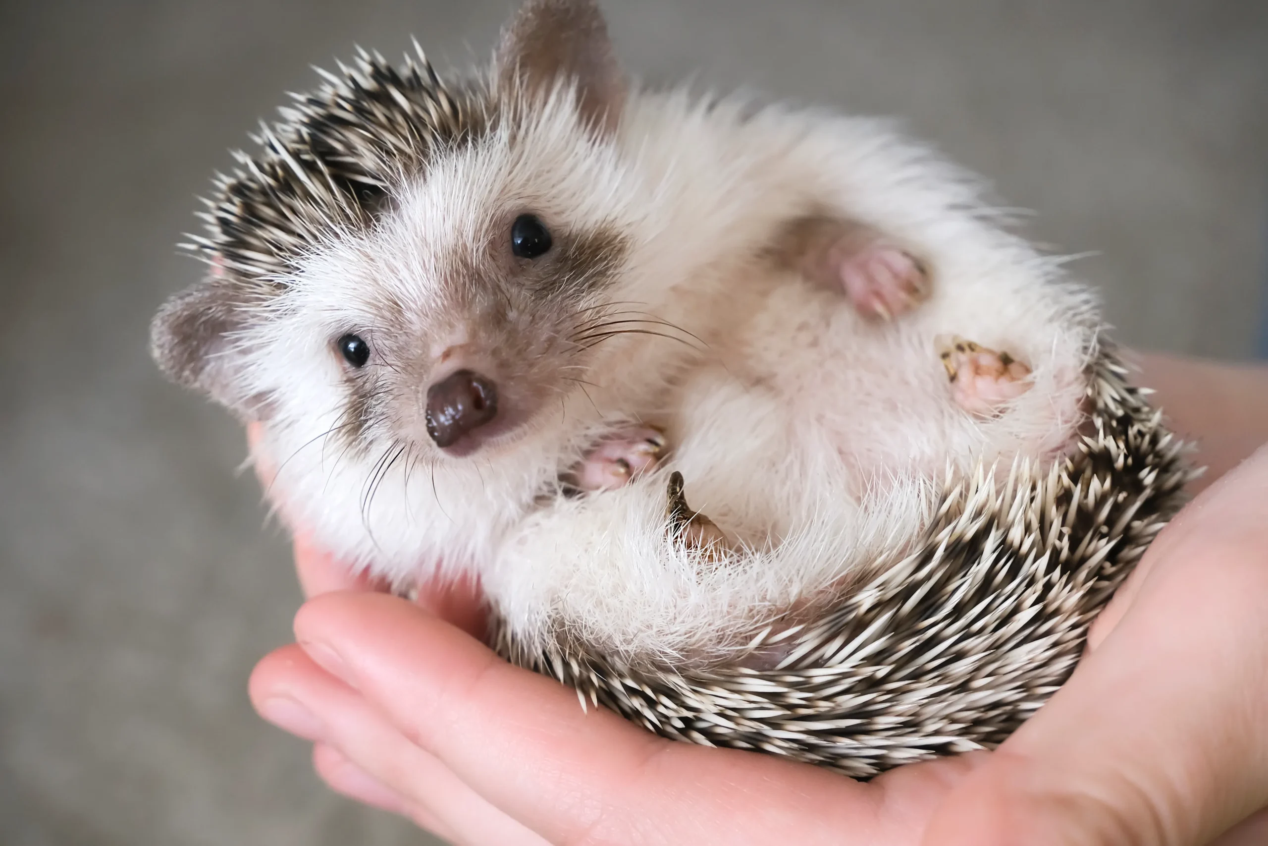 Bizarre pets legally kept in the UK—should you?