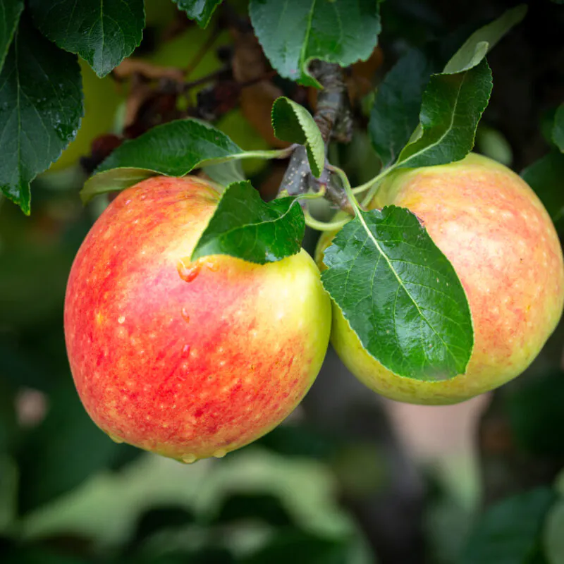 Holy crap! Researchers extract more nutrients from apples