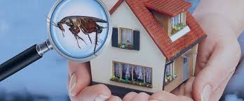 pest control services in Abu Dhabi