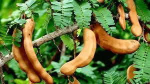 Some nice advantages of tamarind in your effectively being