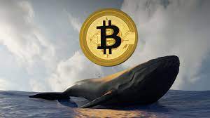 Who are the ‘Bitcoin whales’ as banks buy bitcoins?