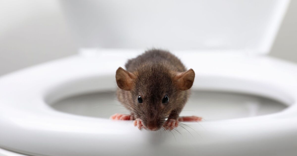 76-year-old man bitten by rat in Canadian toilet