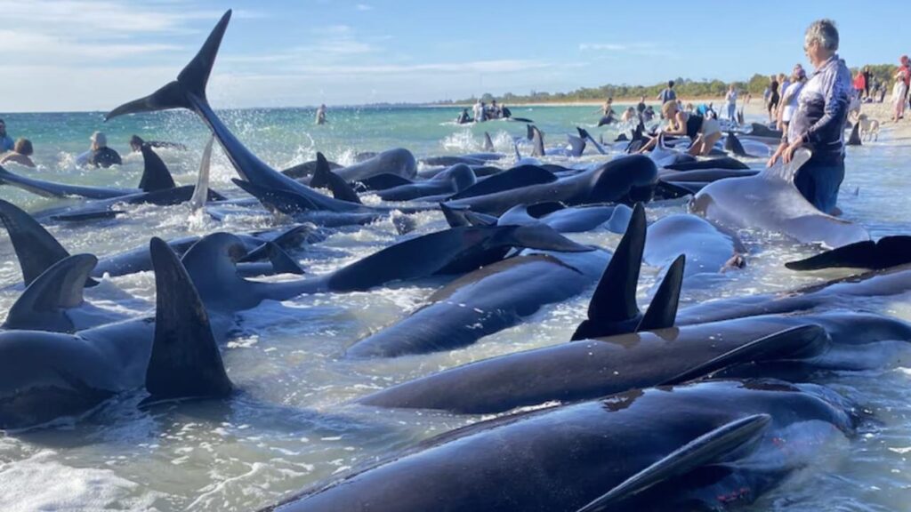 160 whales stranded; dozens perish in Western Australia