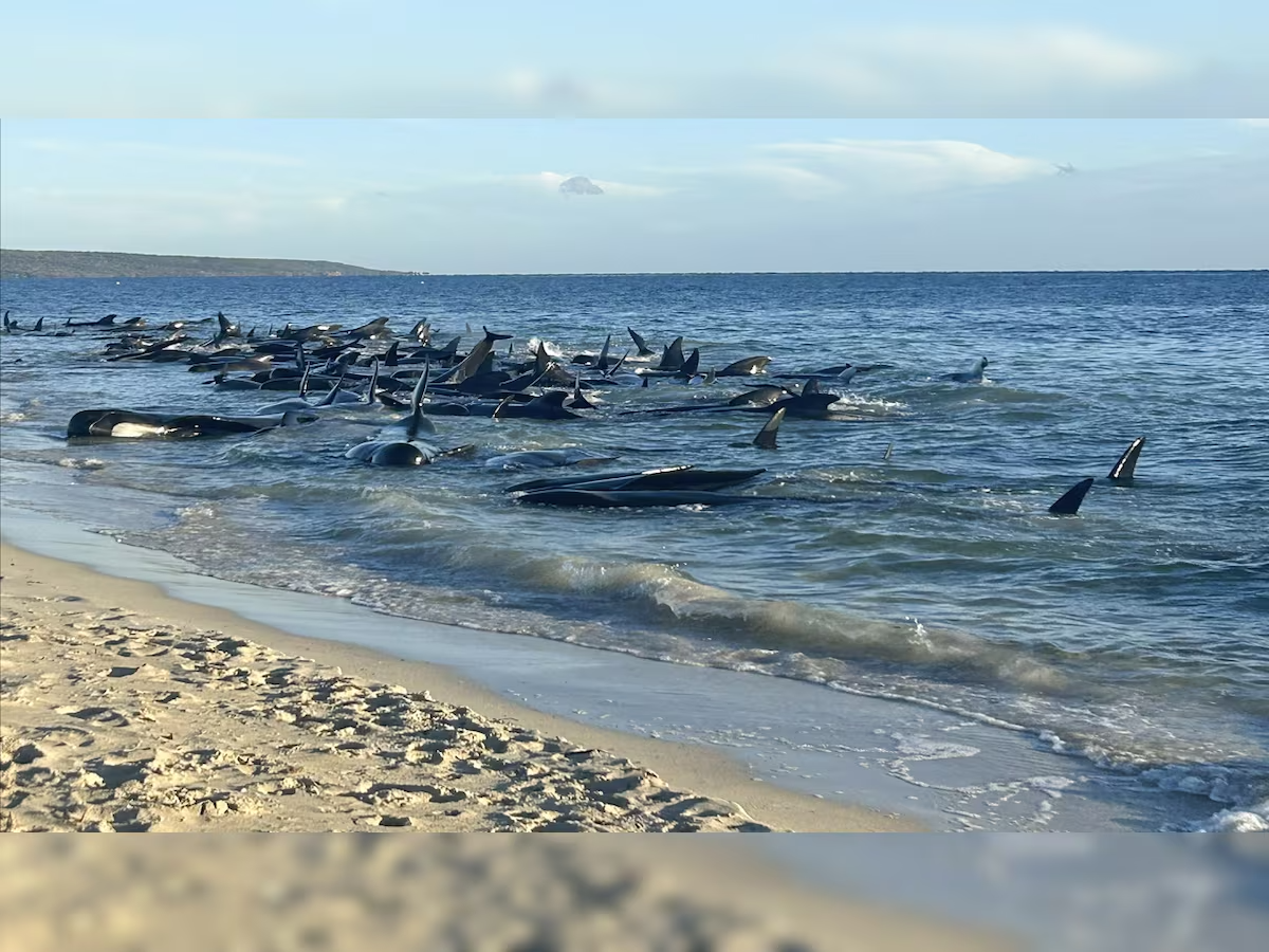 160 whales stranded; dozens perish in Western Australia
