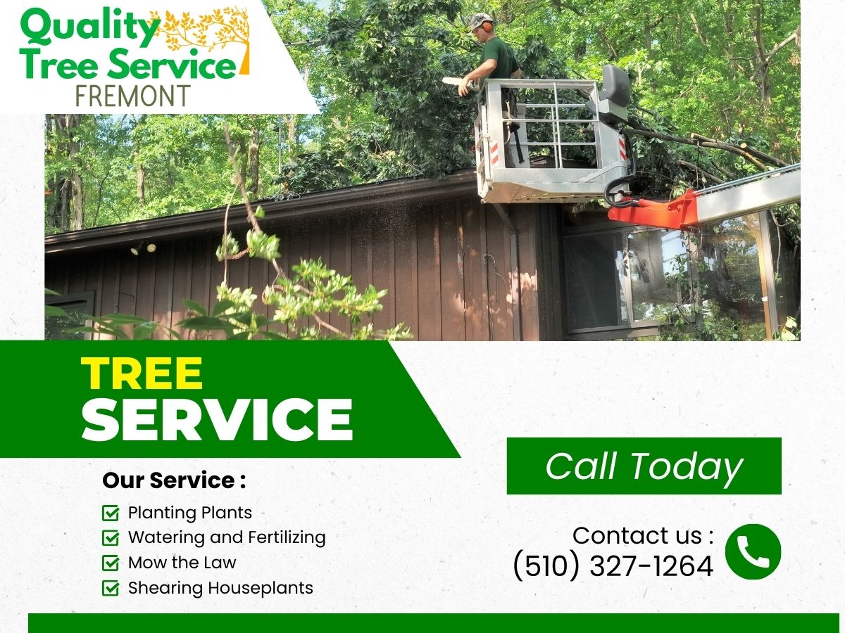Comprehensive Tree Service in Fremont & Tree importance in Society